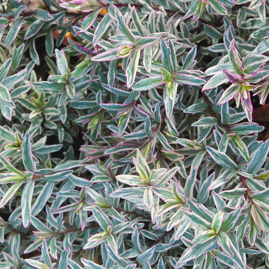 Hebe Silver Anniversary