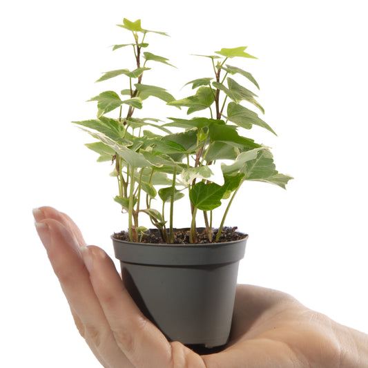 Baby Plants - Hedera Helix Variegata