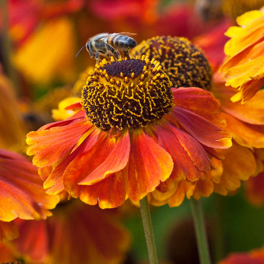 Helenium Mardi Gras