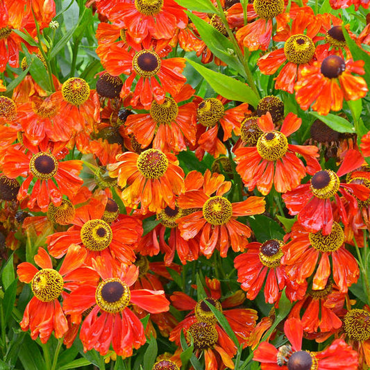 Helenium Moerheim Beauty