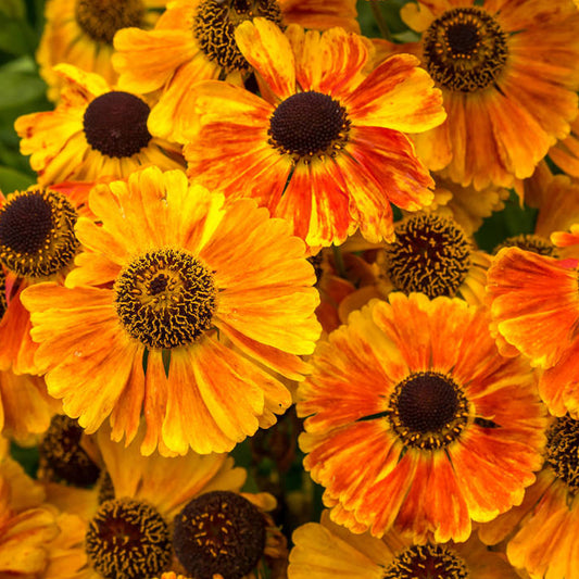 Helenium Early Flowerer