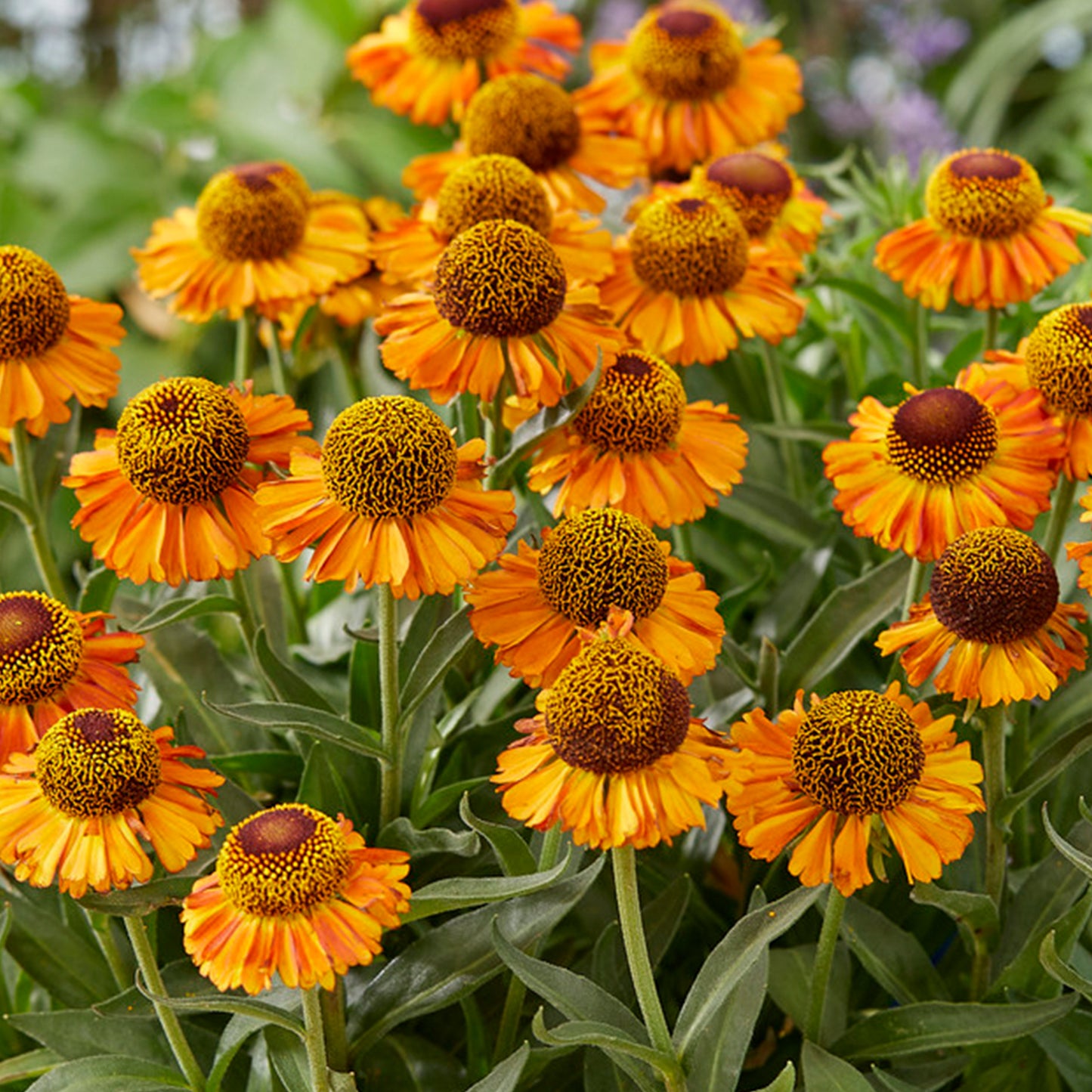 Helenium Short & Sassy