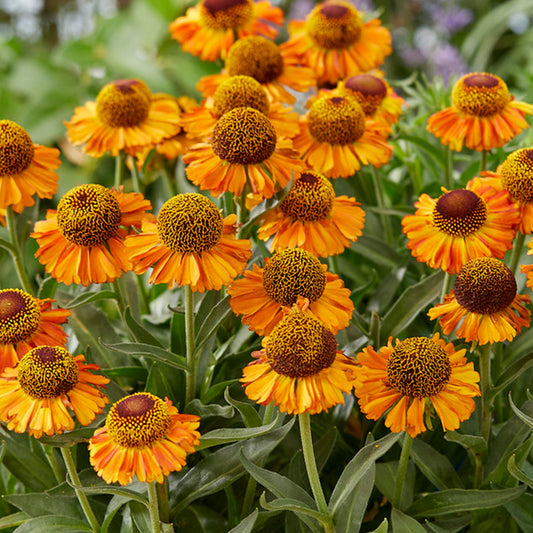 Helenium Short & Sassy