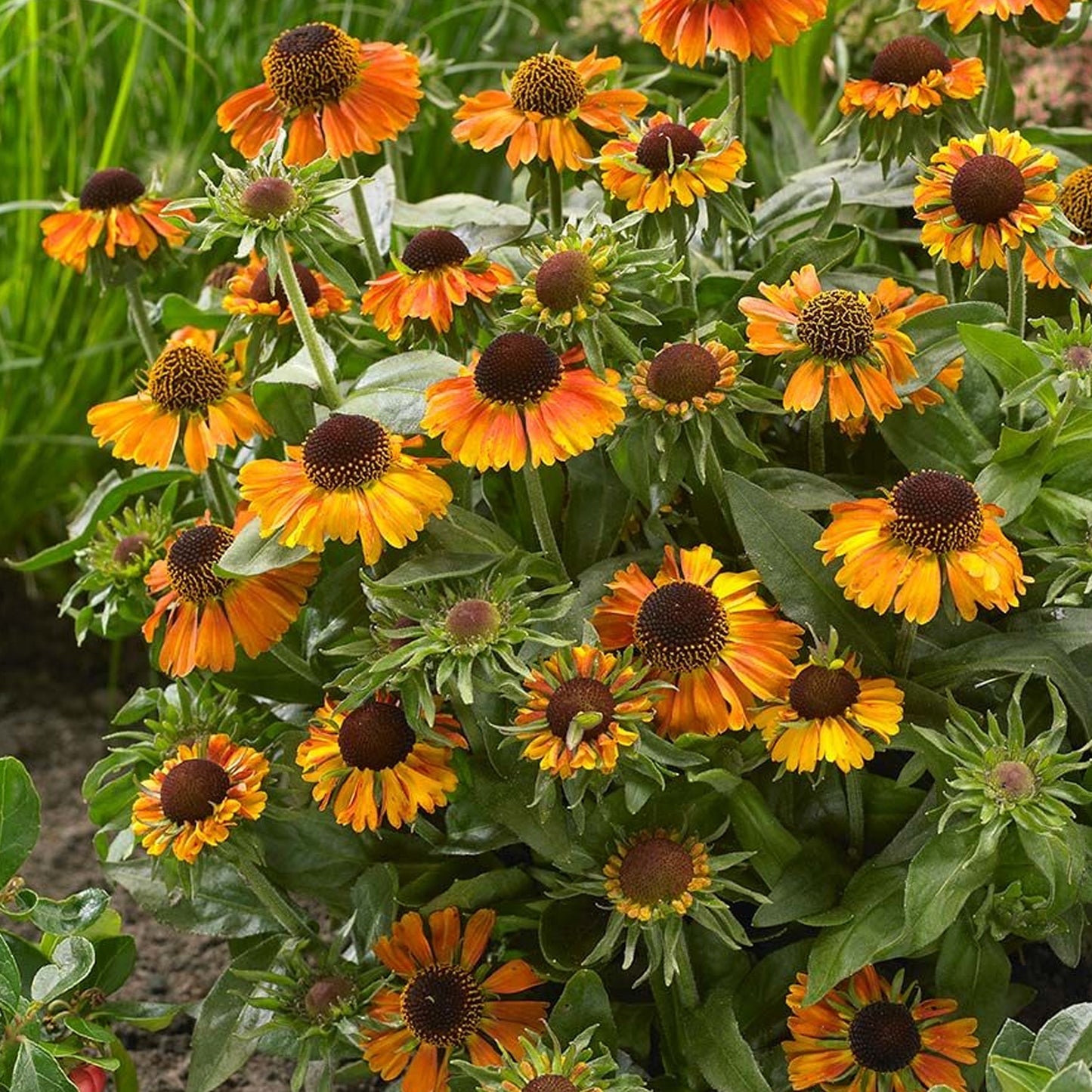 Helenium Short & Sassy