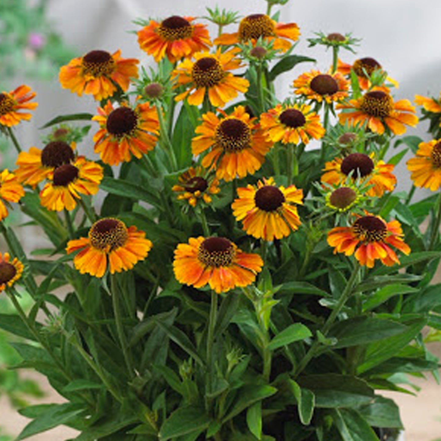 Helenium Short & Sassy