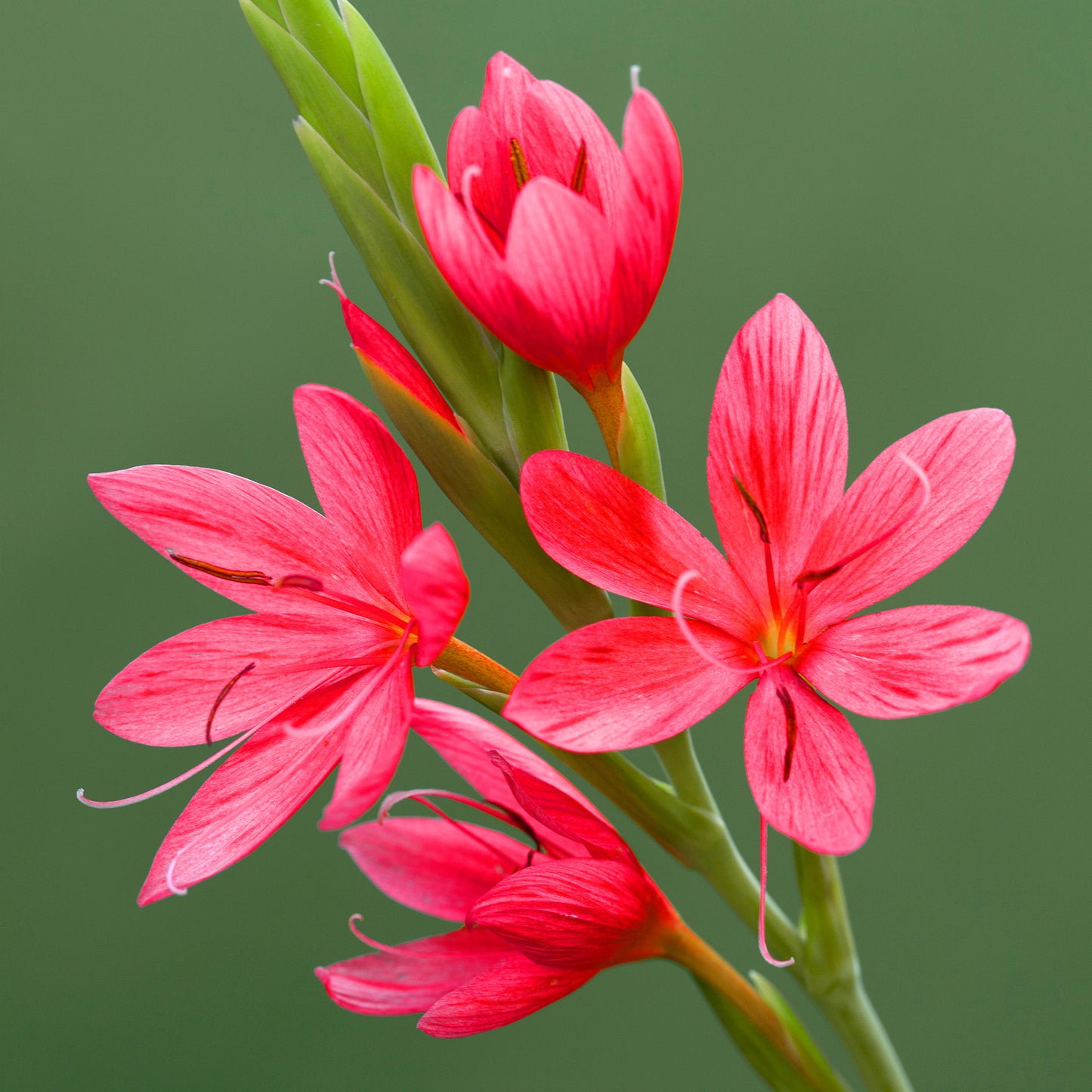 Hesperantha Oregon Sunset