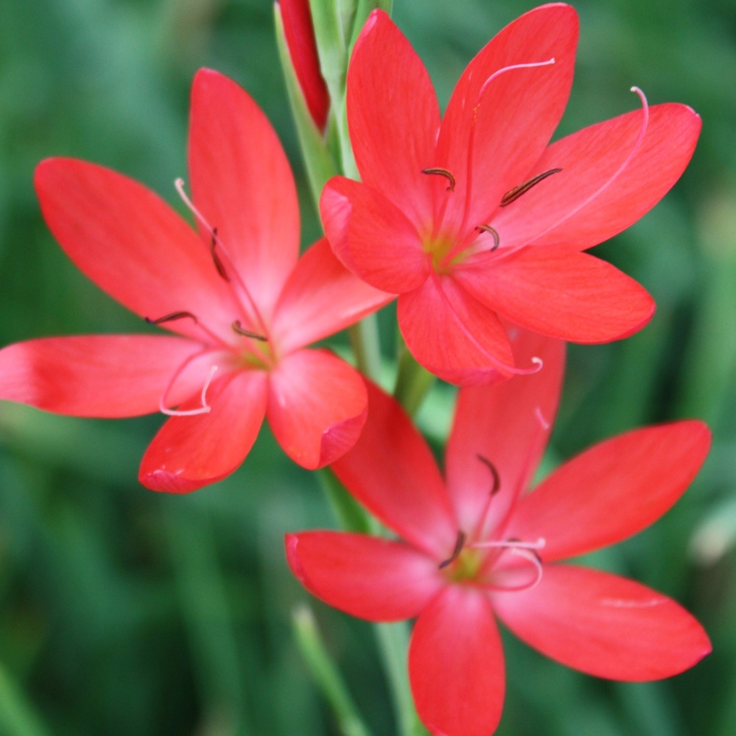 Hesperantha Oregon Sunset