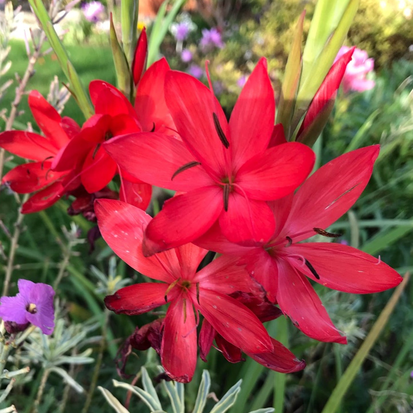 Hesperantha Oregon Sunset