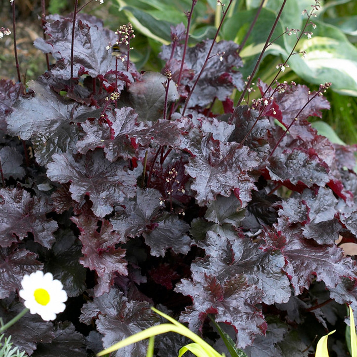 Heuchera Black Beauty