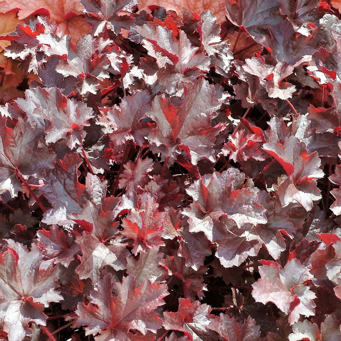 Heuchera Black Beauty