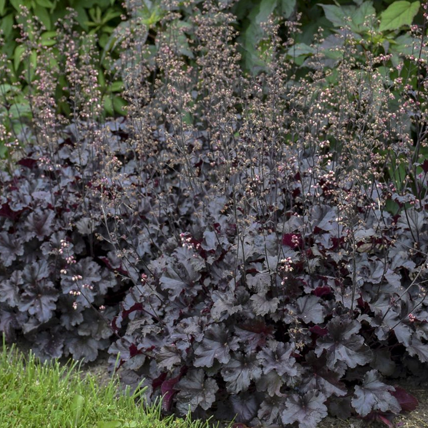 Heuchera Black Beauty