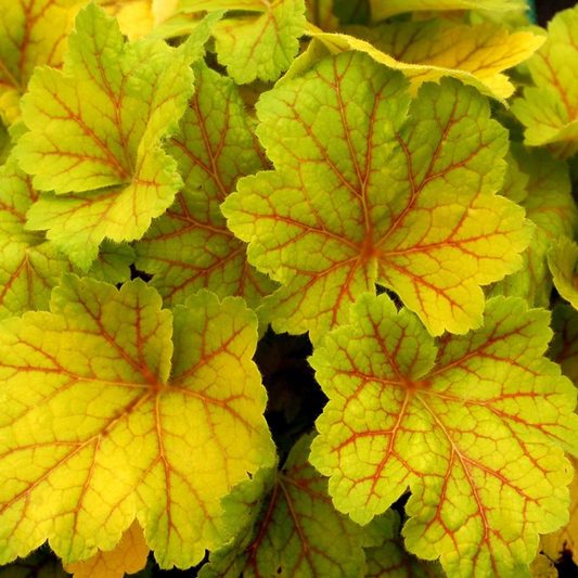 Heuchera Electra