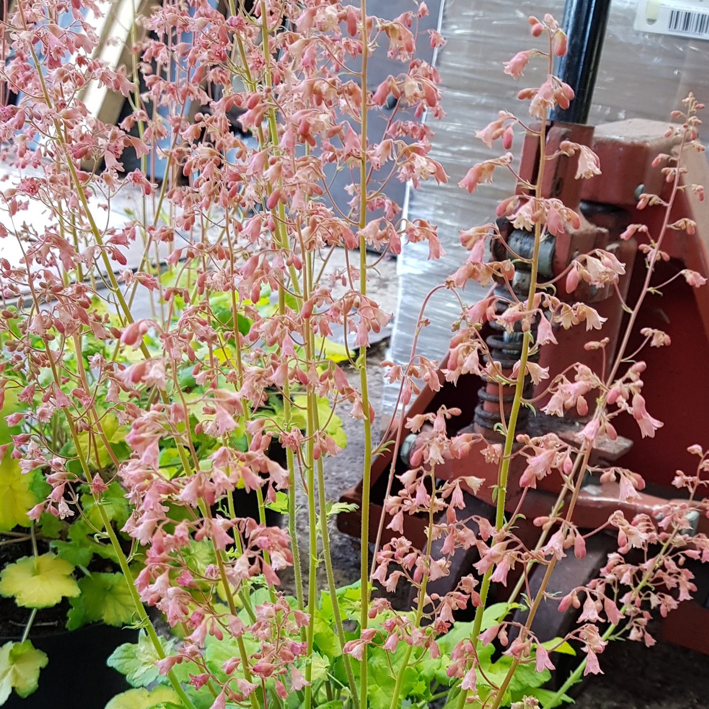 Heuchera Sweet Caroline