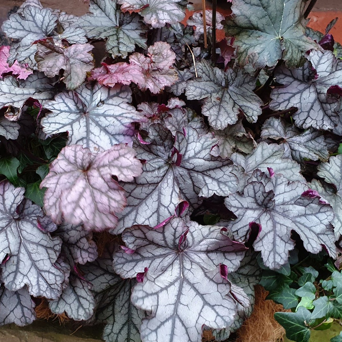 Heuchera Violet Shimmer