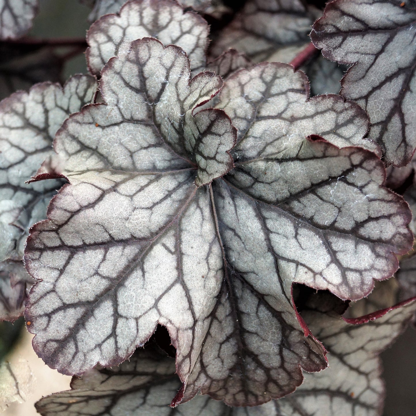 Heuchera Violet Shimmer