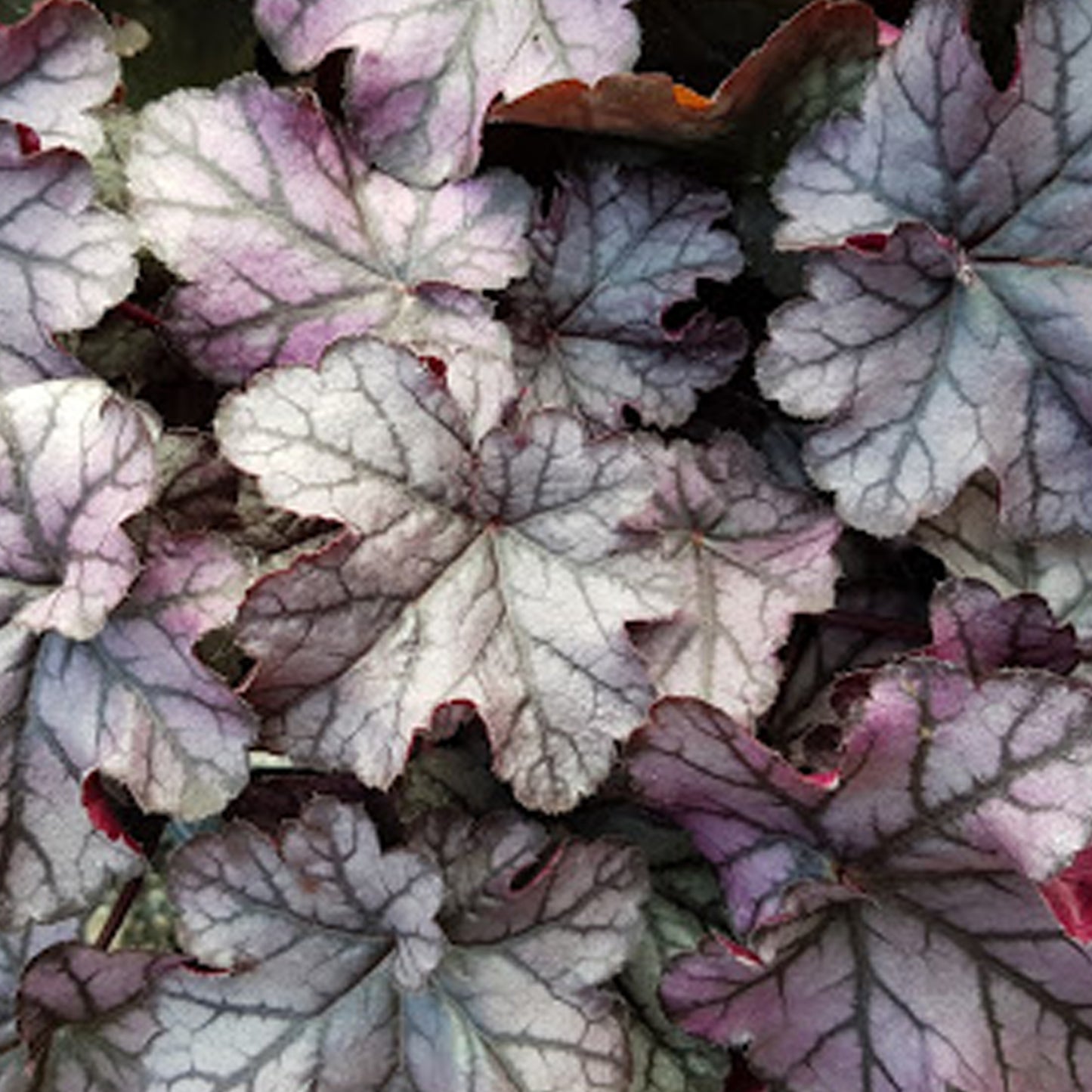 Heuchera Violet Shimmer