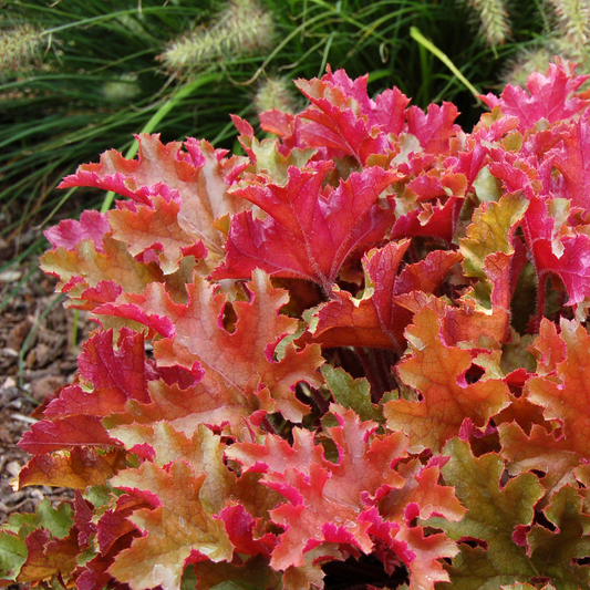 Heuchera Marmalade