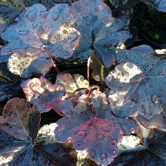 Heuchera Obsidian