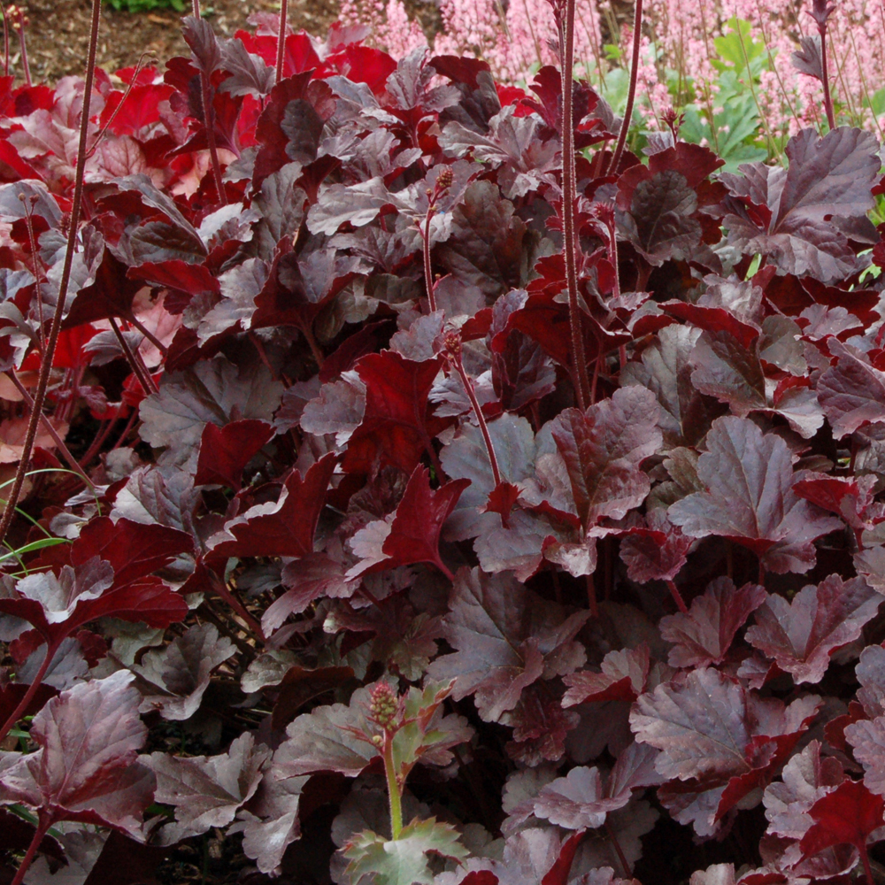 Heuchera Obsidian