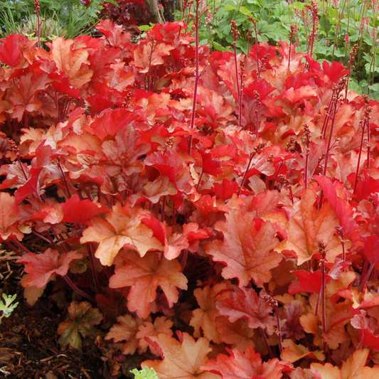 Heuchera Paprika