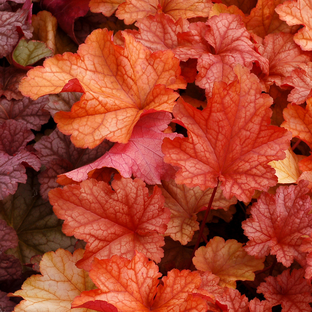 Heuchera Paprika