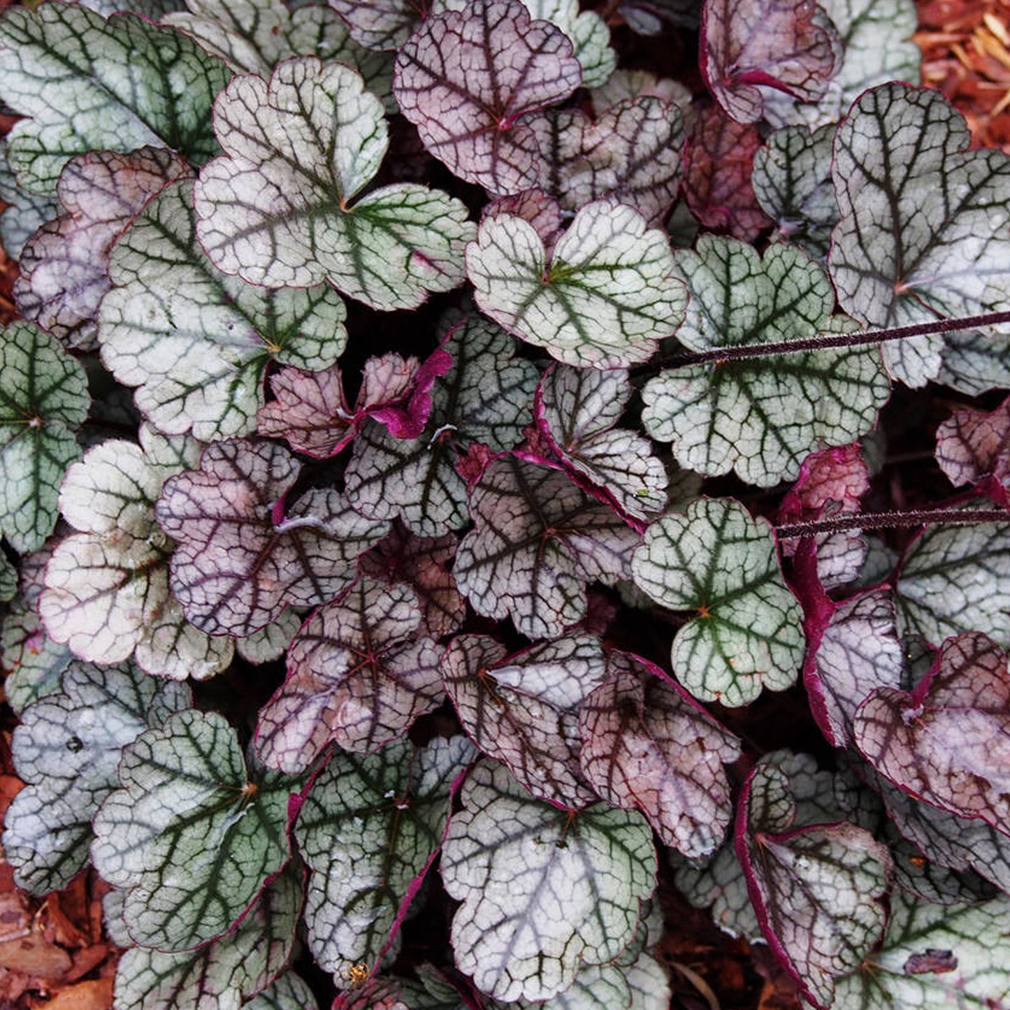 Heuchera Glitter