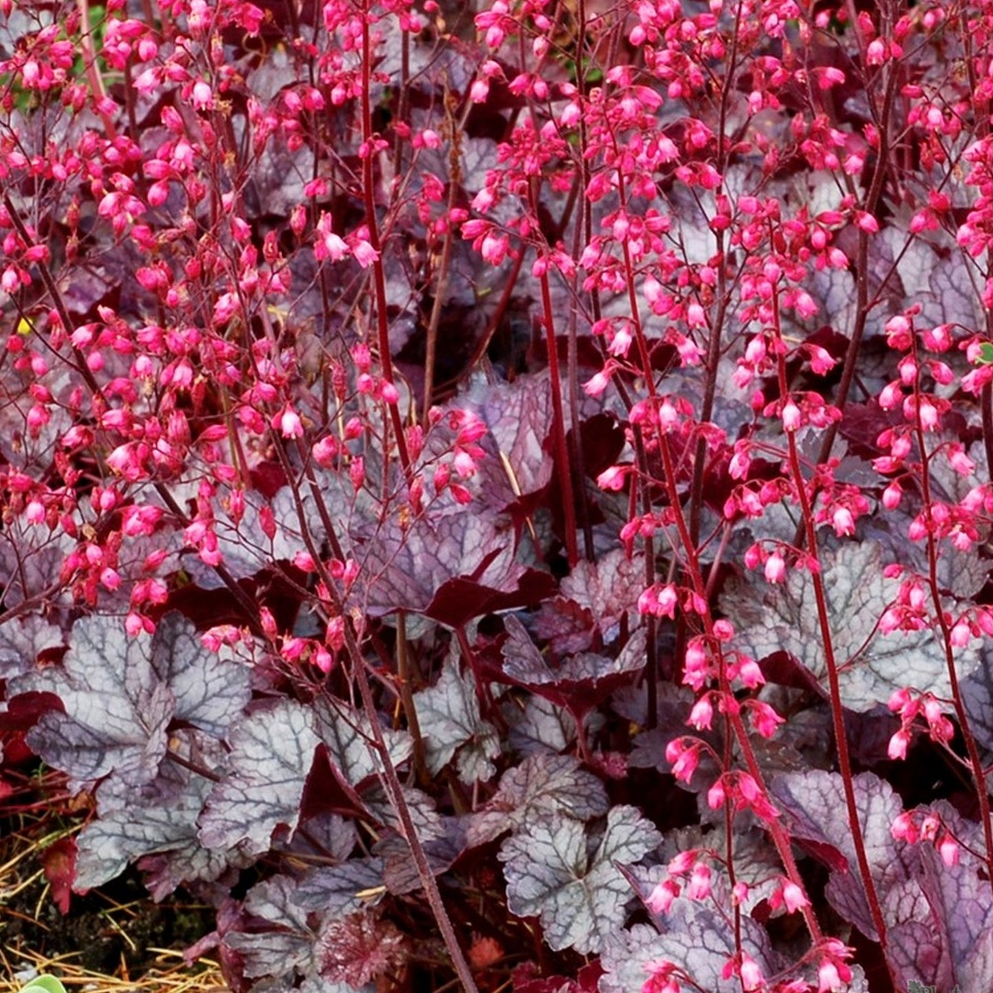 Heuchera Glitter