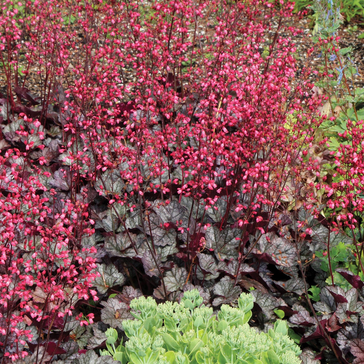 Heuchera Glitter