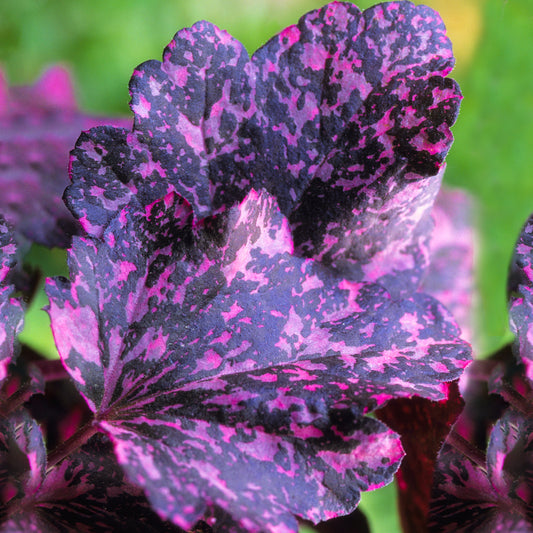 Heuchera Midnight Rose