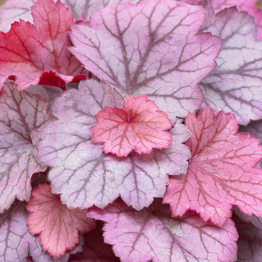 Heuchera Little Cutie Sugar Berry