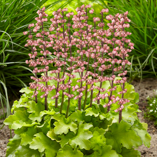 Heuchera Sweet Caroline