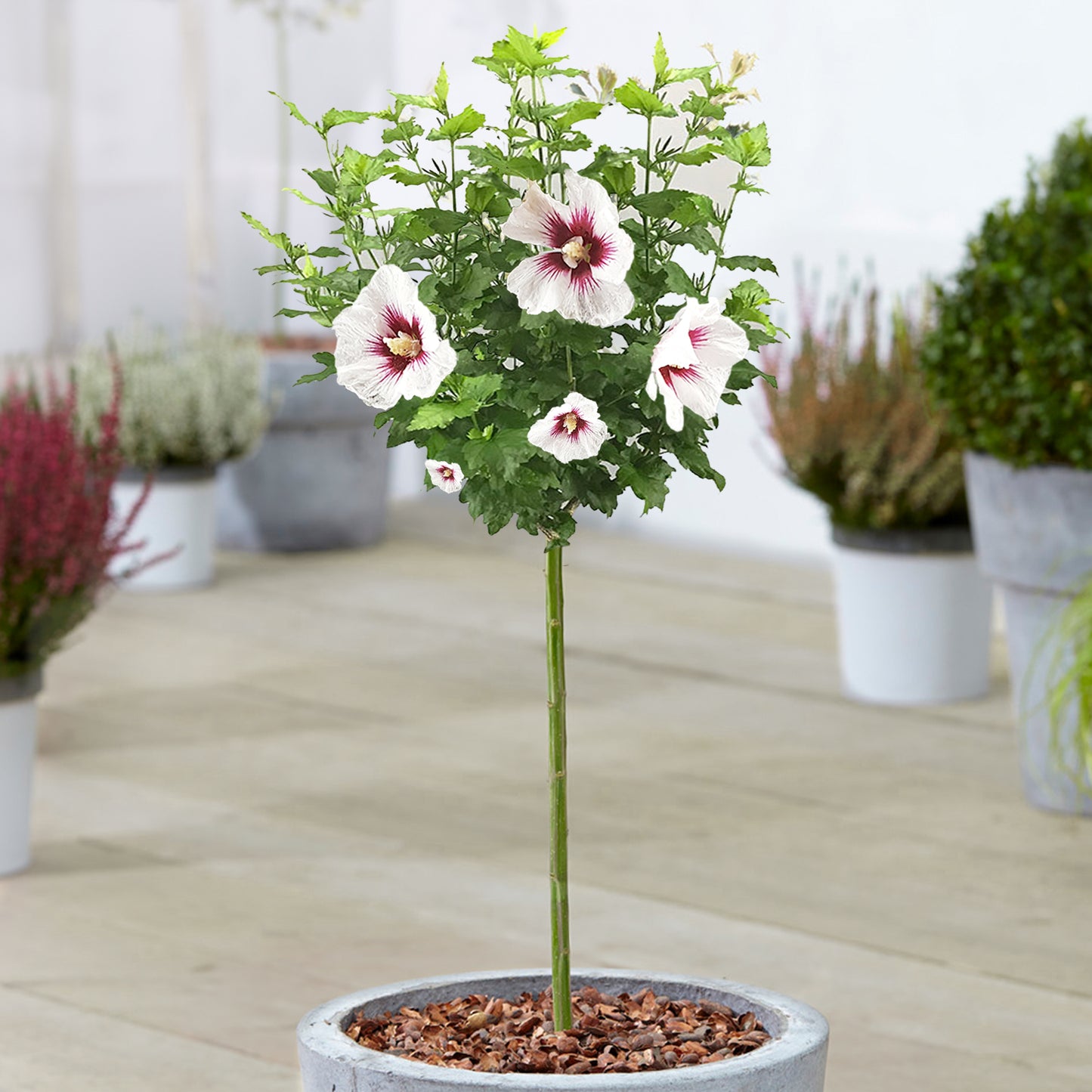 Hibiscus Red Heart Patio Tree