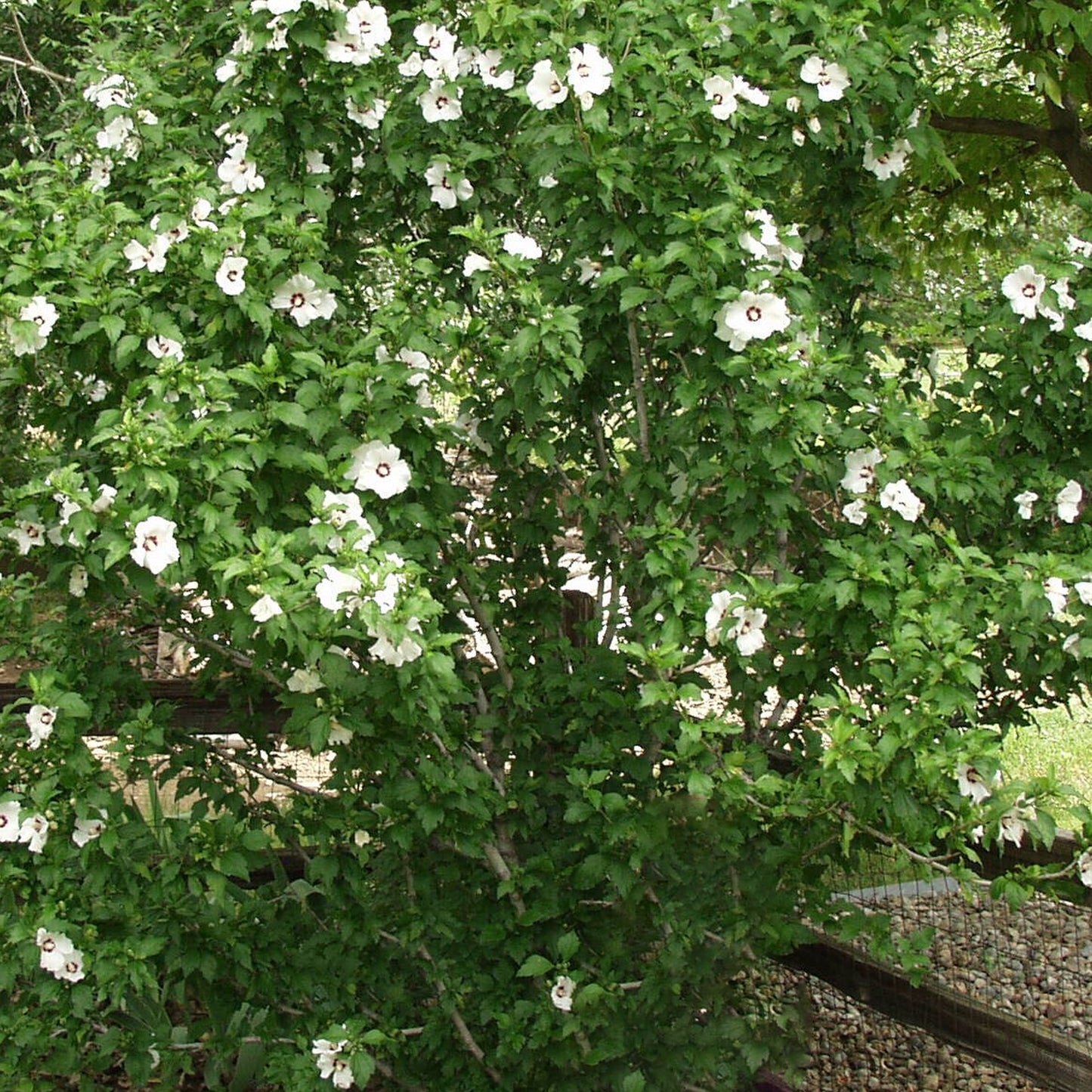 Hibiscus Red Heart Patio Tree