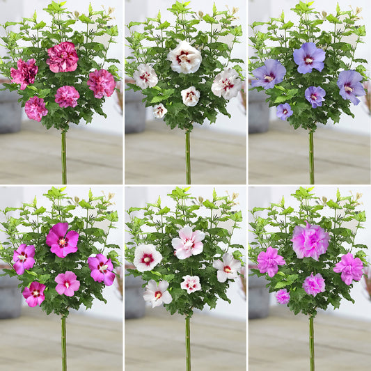 Hibiscus Patio Trees (Master)