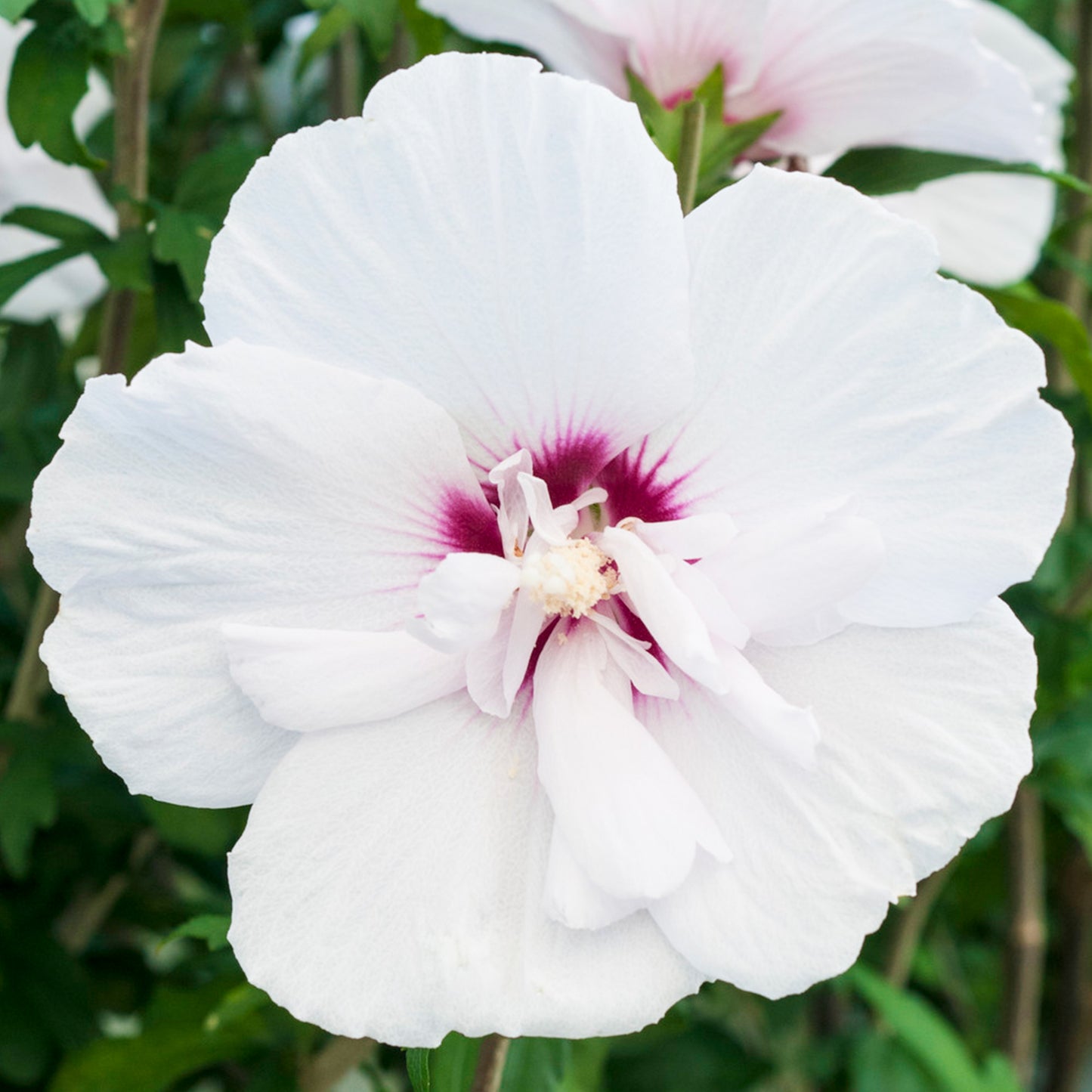 Hibiscus China Chiffon