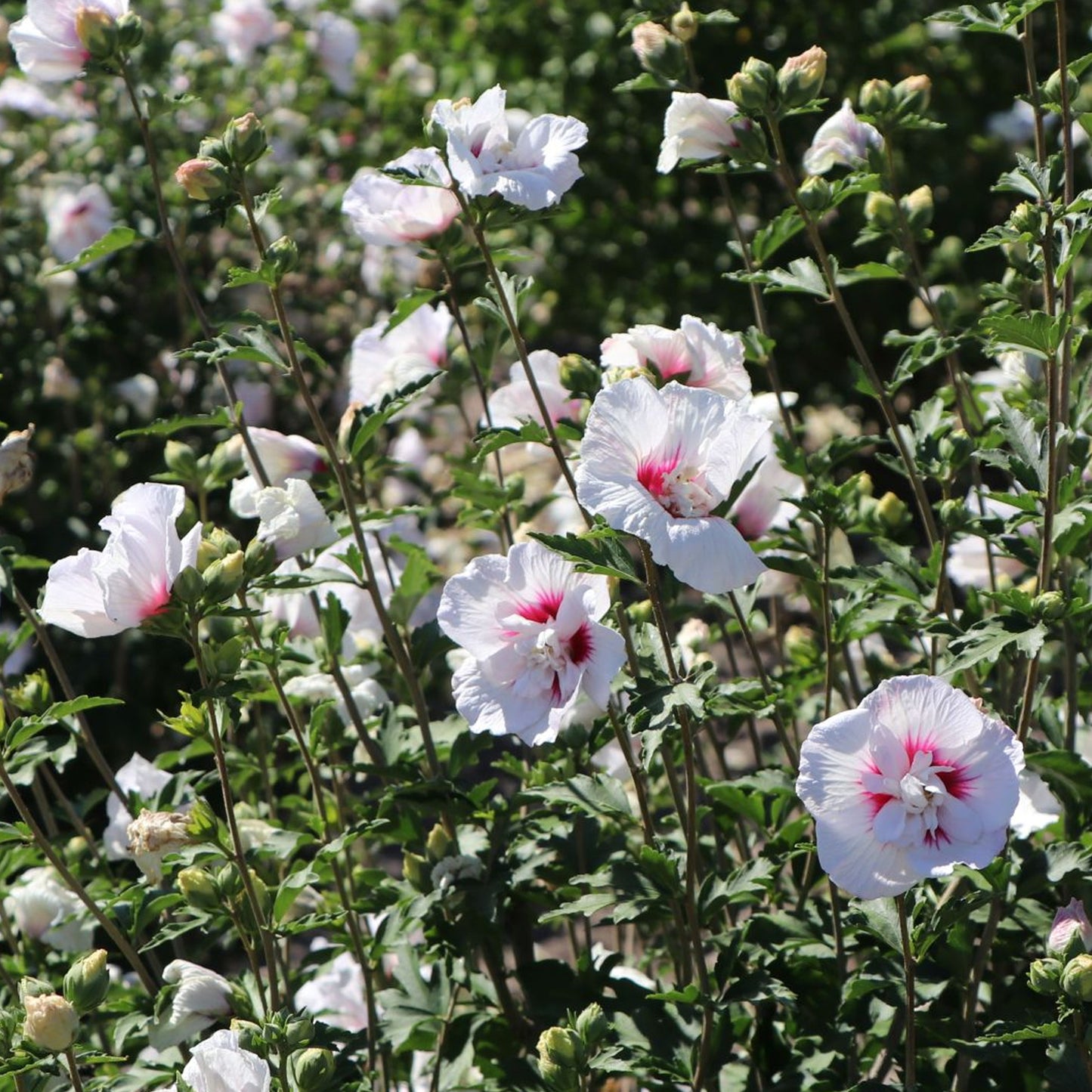 Hibiscus China Chiffon