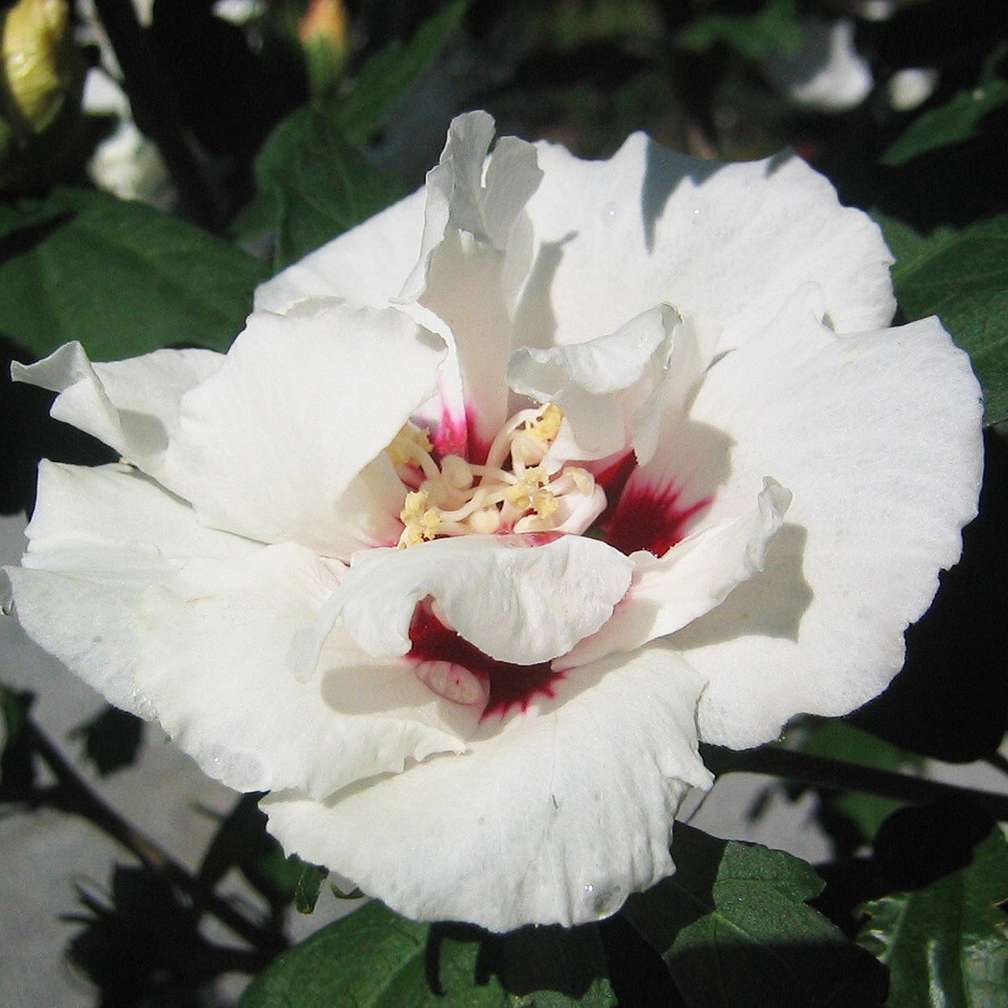 Hibiscus China Chiffon