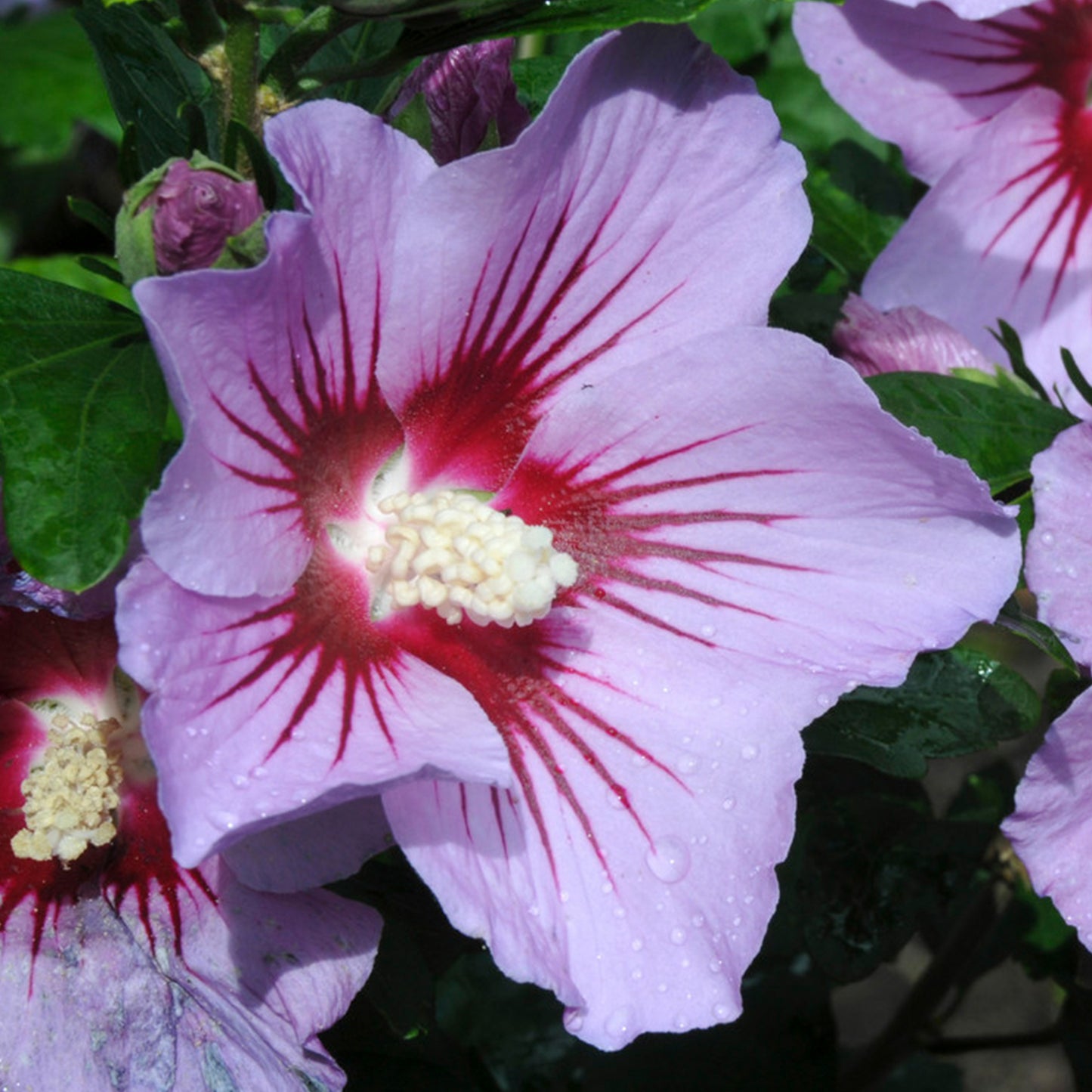 Hibiscus Pink Flirt