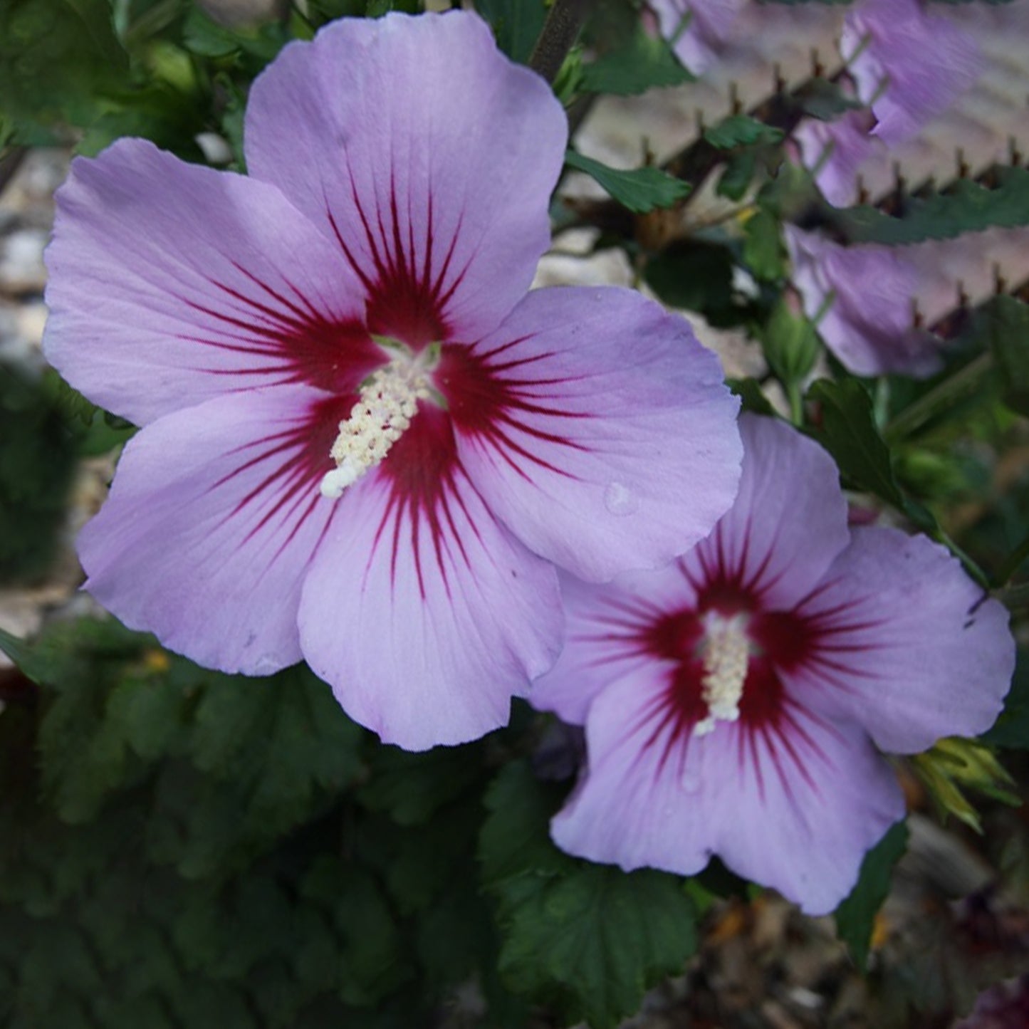 Hibiscus Pink Flirt