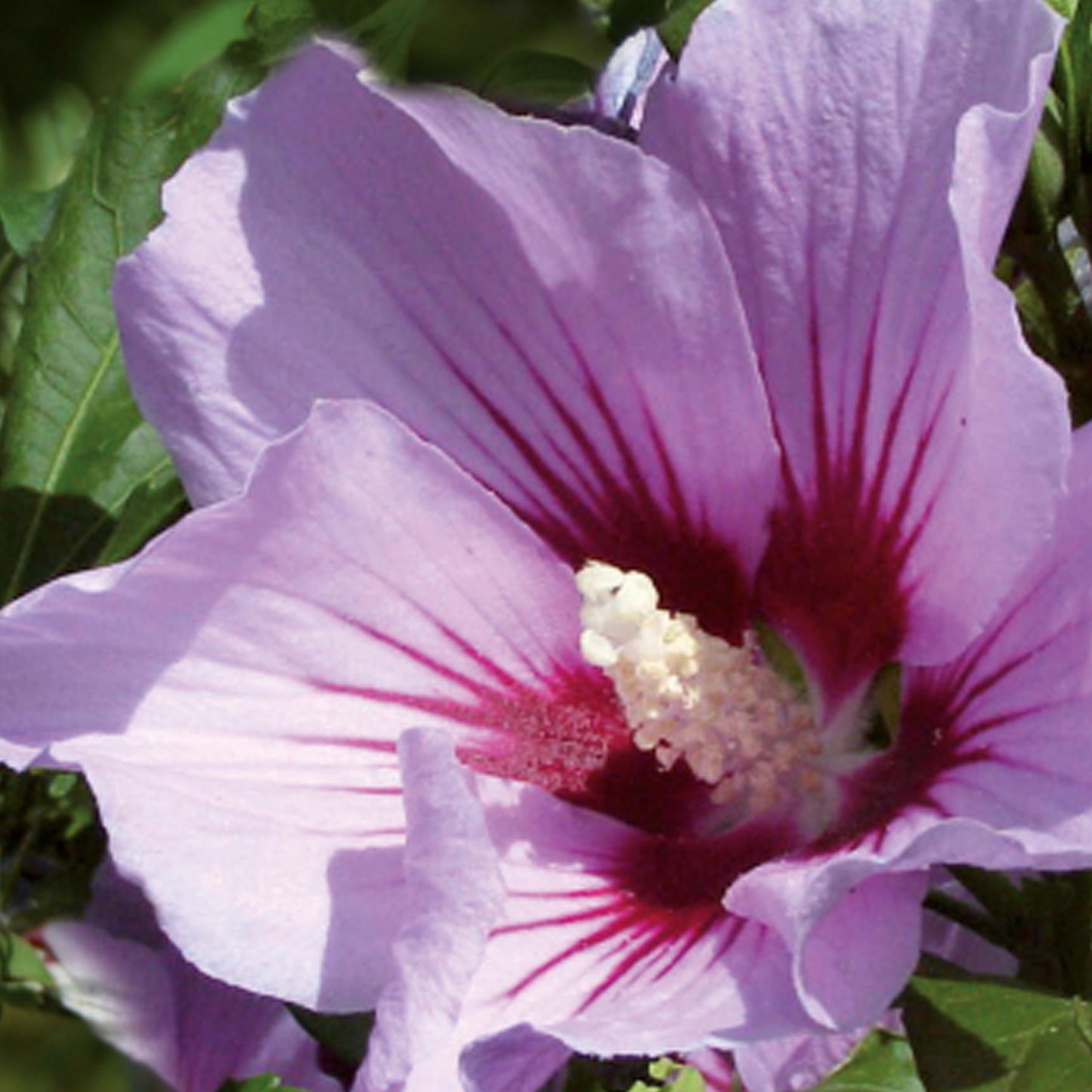 Hibiscus Pink Flirt