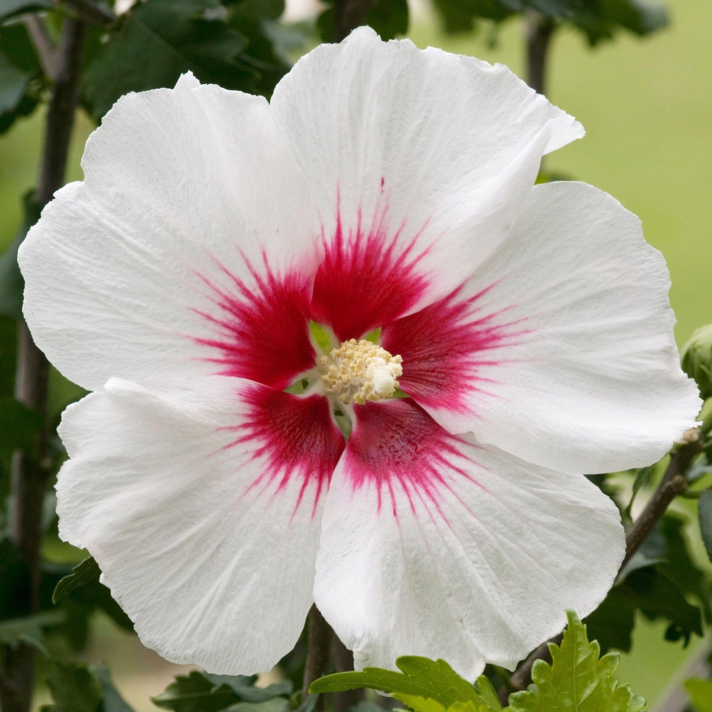 Hibiscus Red Heart