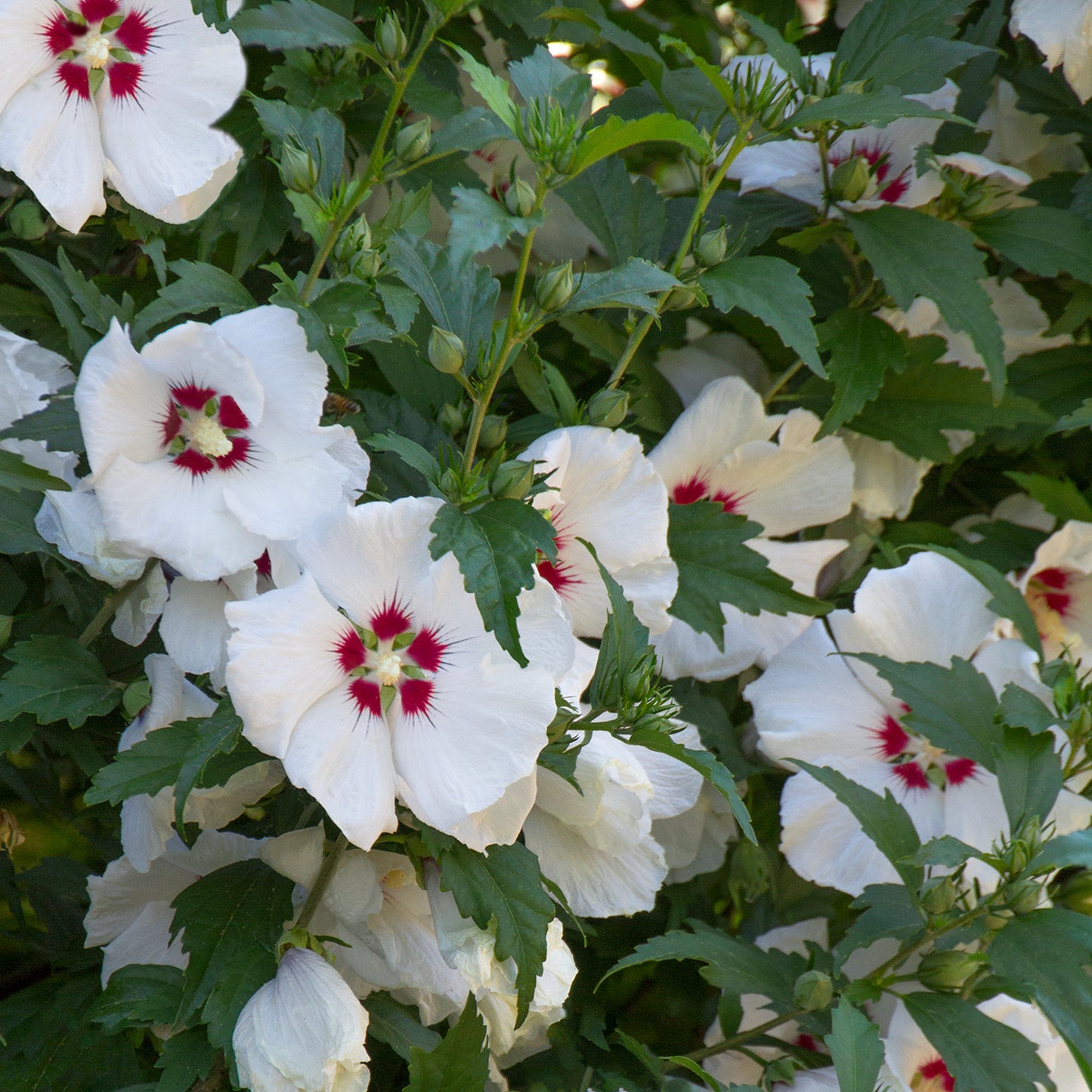 Hibiscus Red Heart