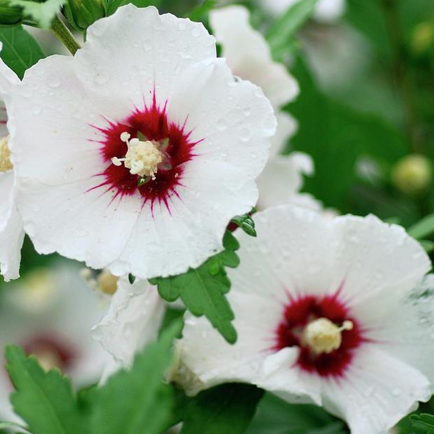 Hibiscus Red Heart