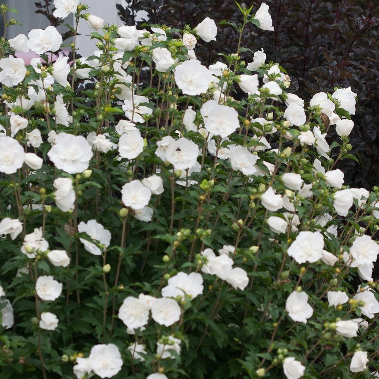 Hibiscus White Chiffon