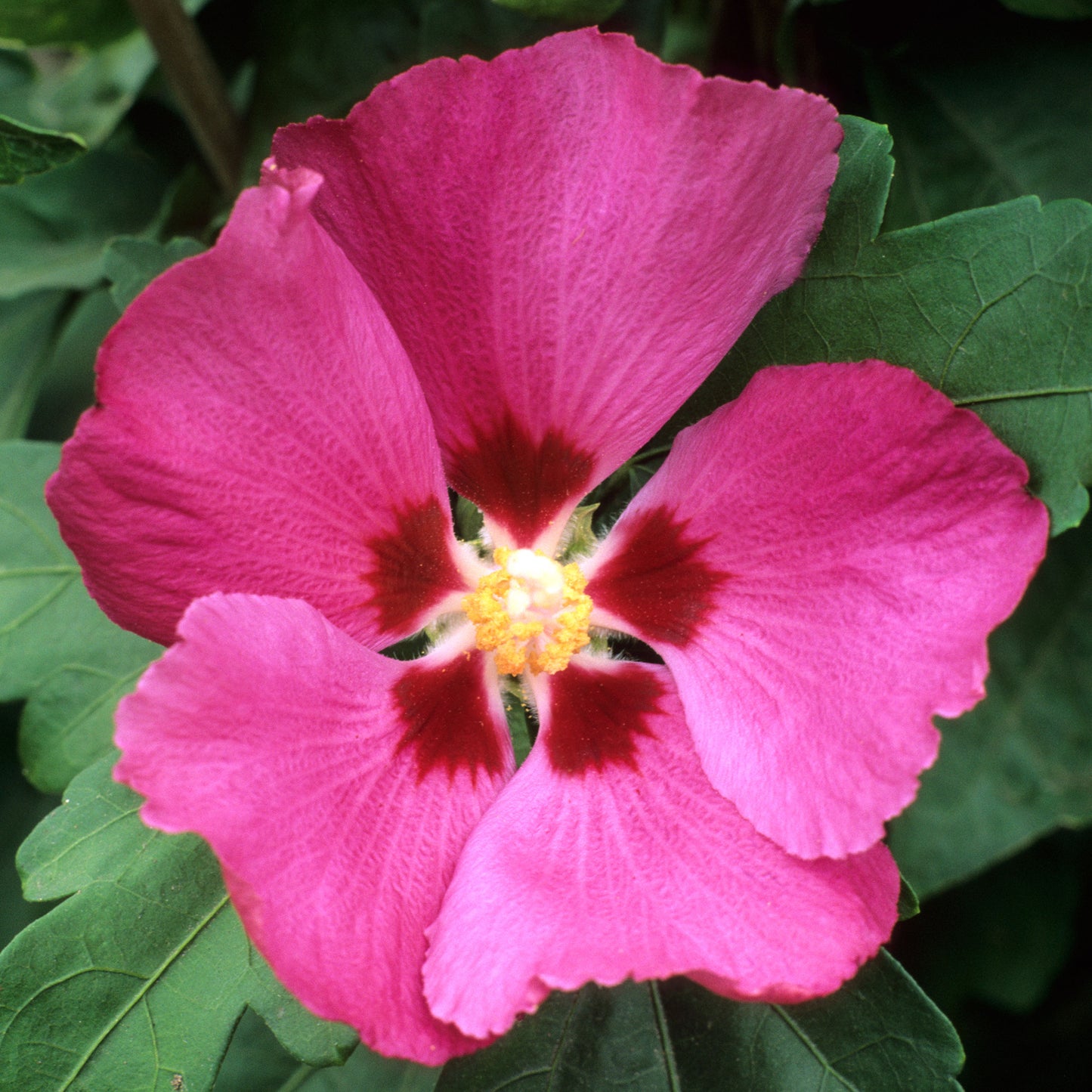 Hibiscus Woodbridge