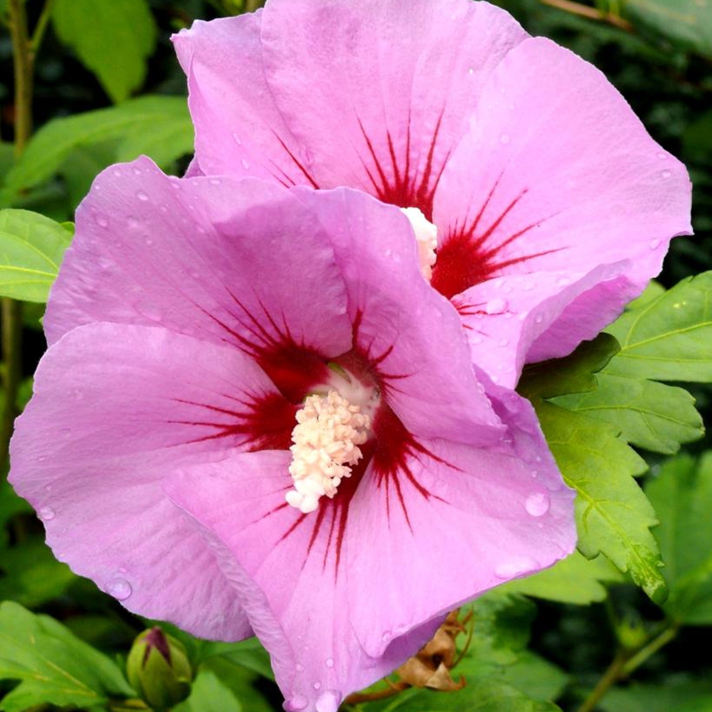 Hibiscus Woodbridge