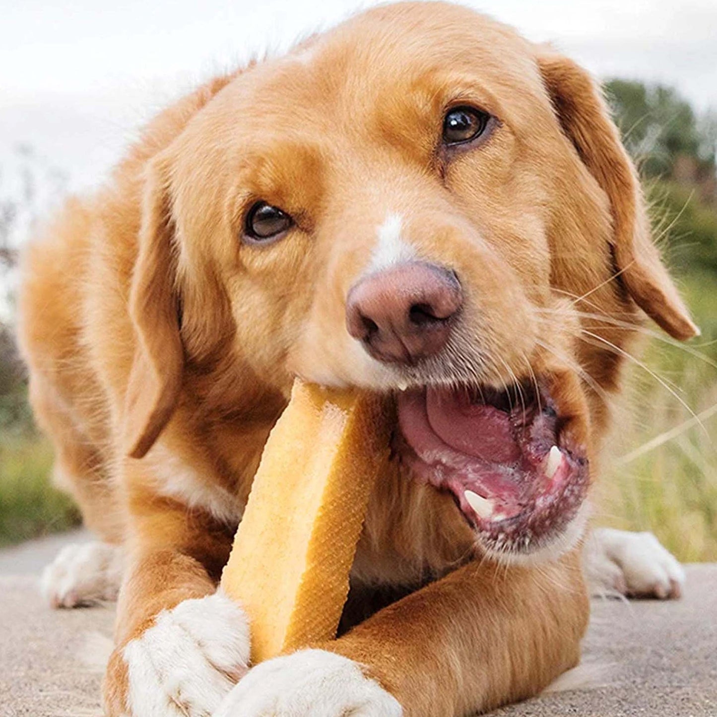 Himalayan Churpi Dog Chew 150g (Master)