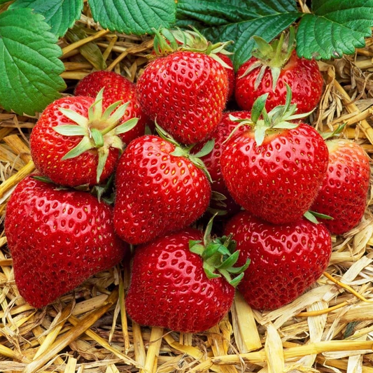 Strawberry Honeoye (Bare Root, 5-25 Plants)