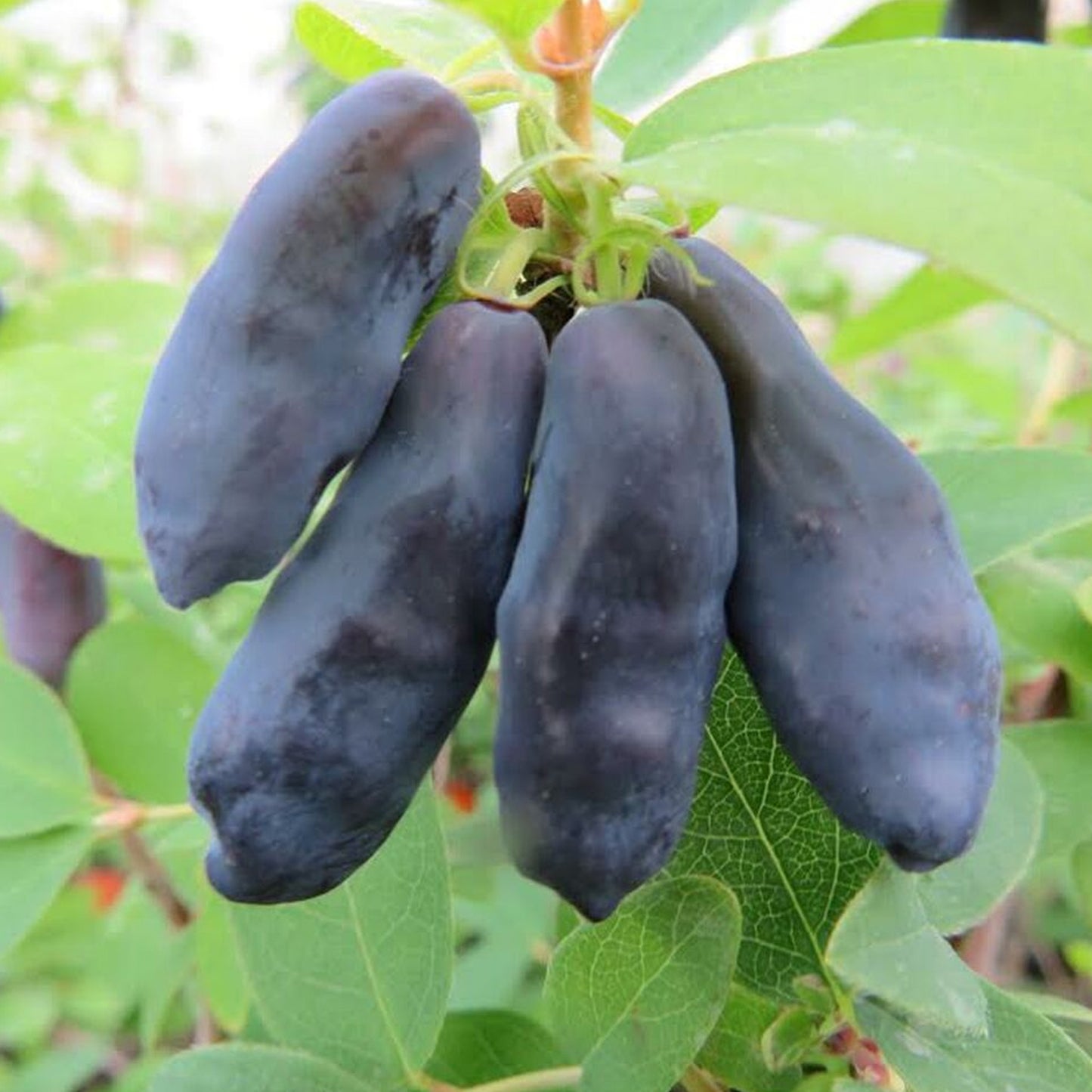 Honeyberry Blue Banana