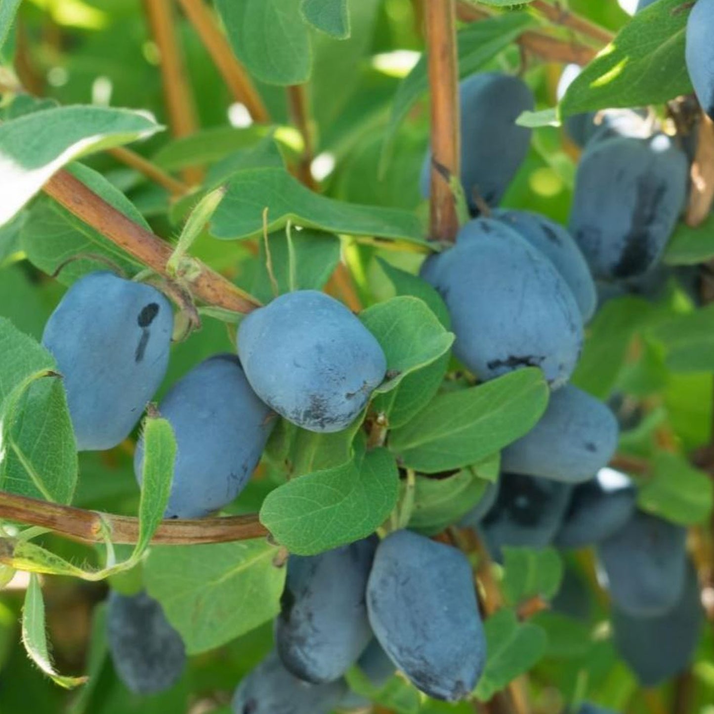 Honeyberry Boreal Beauty